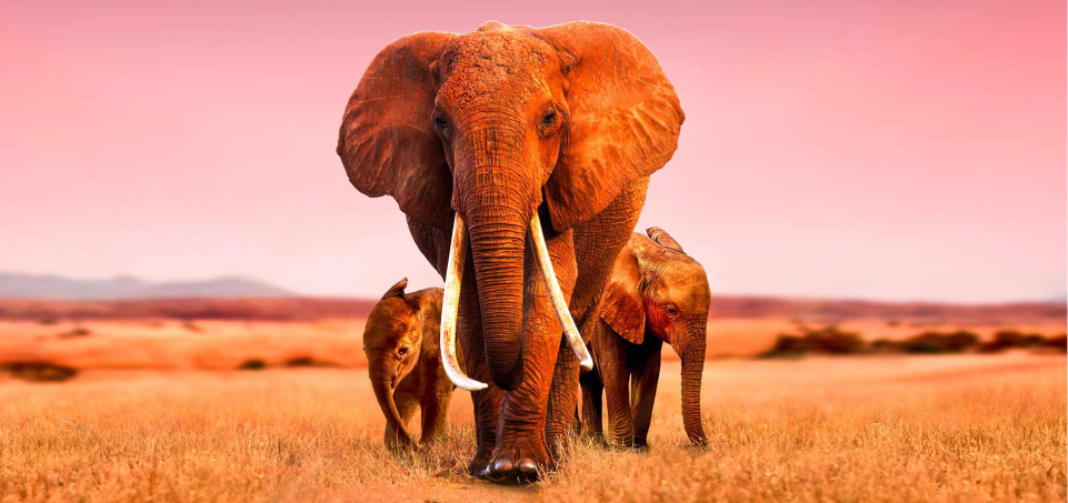 Athena and her family
